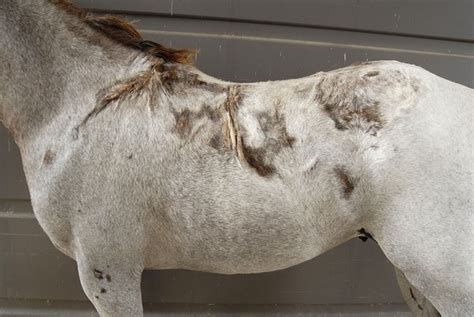Hereditary Equine Regional Dermal Asthenia homozygote adult .